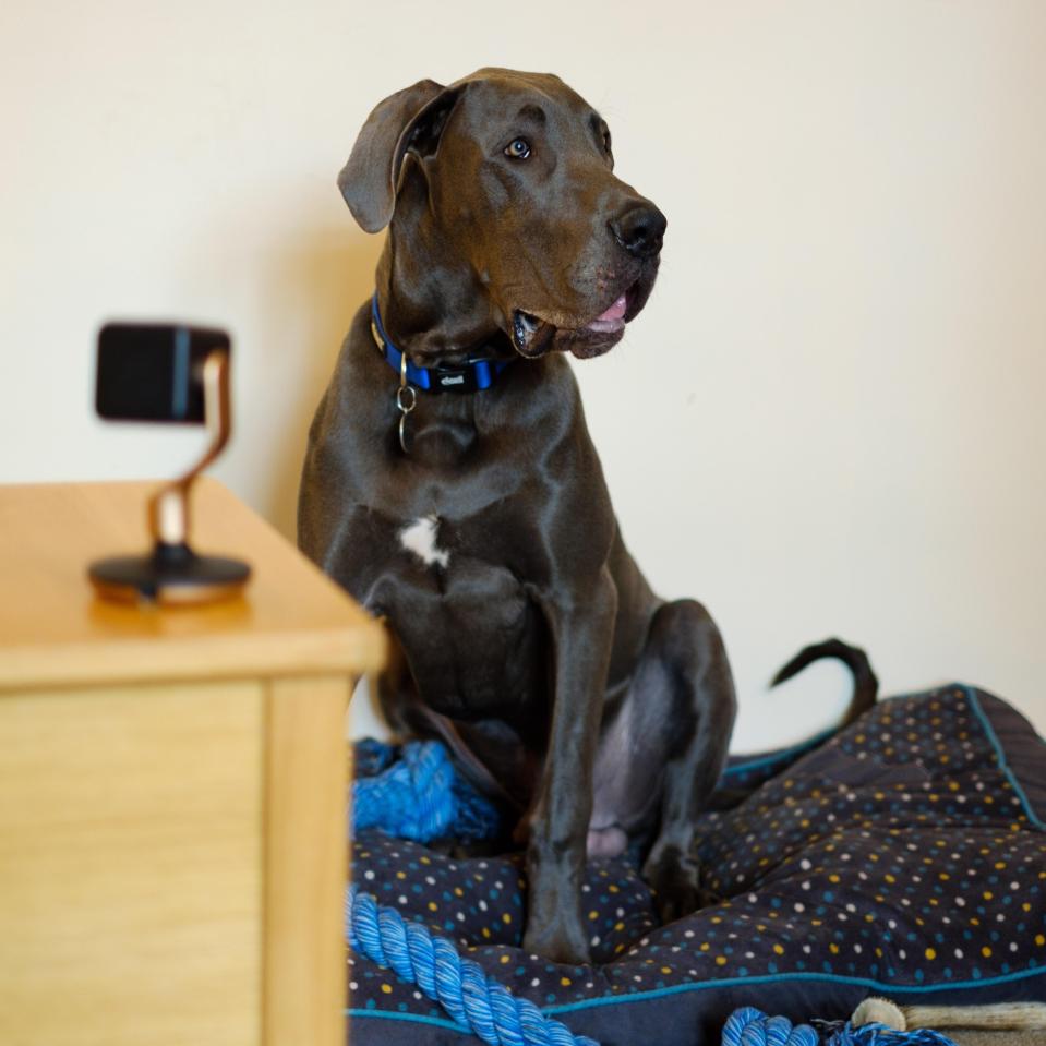  The new trend is buying a camera to watch your pet when it thinks it's alone