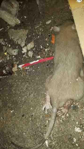  Jonathan Kirkup pictured one of the rats scurrying round his house in Newcastle