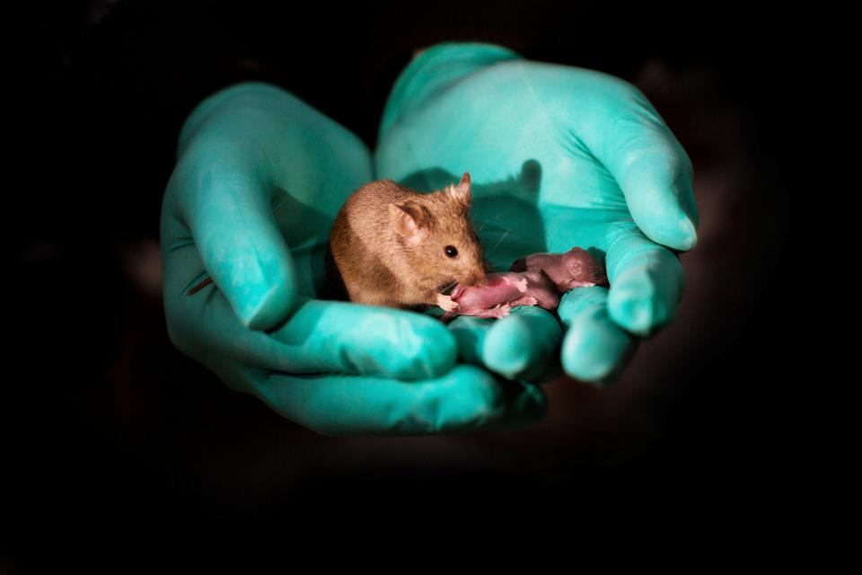  The scientists were able to create the mice by inserting a stem cell from one mother into the egg of the other