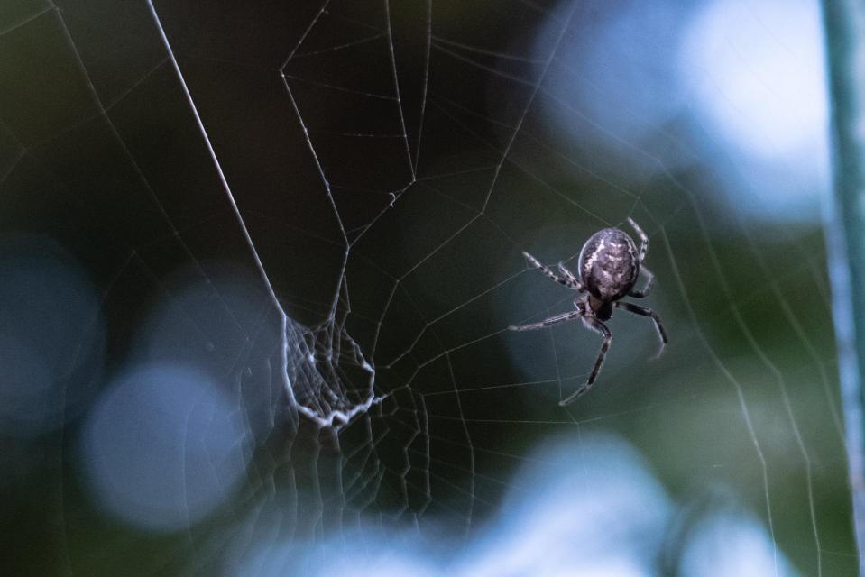  False widow spiders have reportedly forced a ninth school in London to close