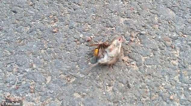  The mouse struggles to fend off the attacking hornet in heartbreaking footage