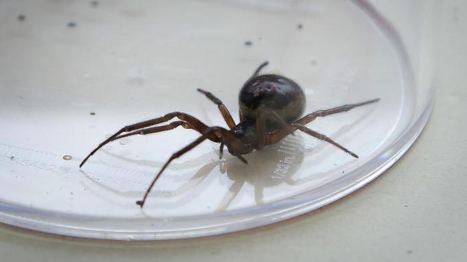 False widow spiders are distinctive because of their shiny, black flesh, bulbous bodies, thick legs and skull-like patterns