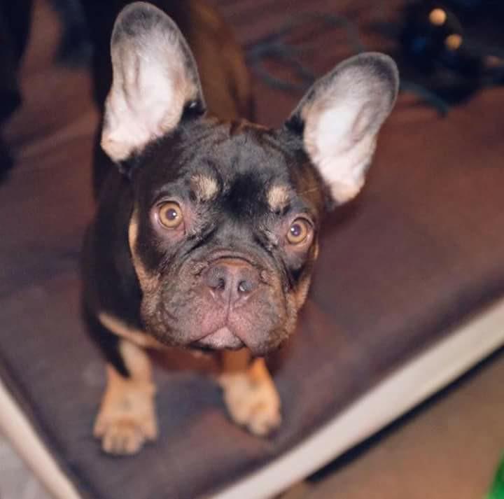  The family pet - a French Bulldog - was stolen in the frightening robbery