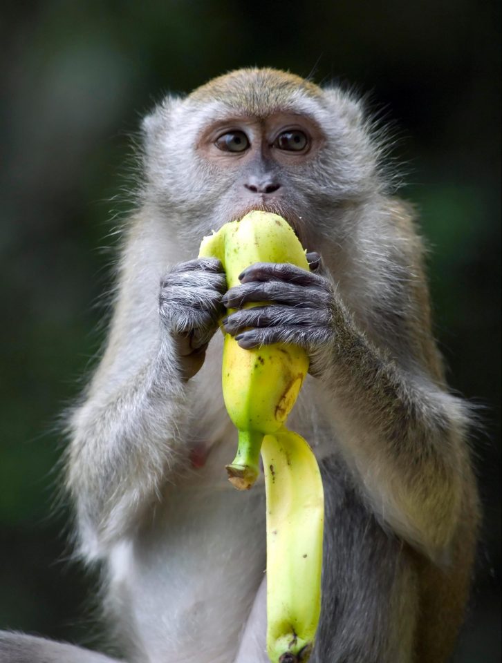  Monkeys have been captured peeling their bananas from the base down