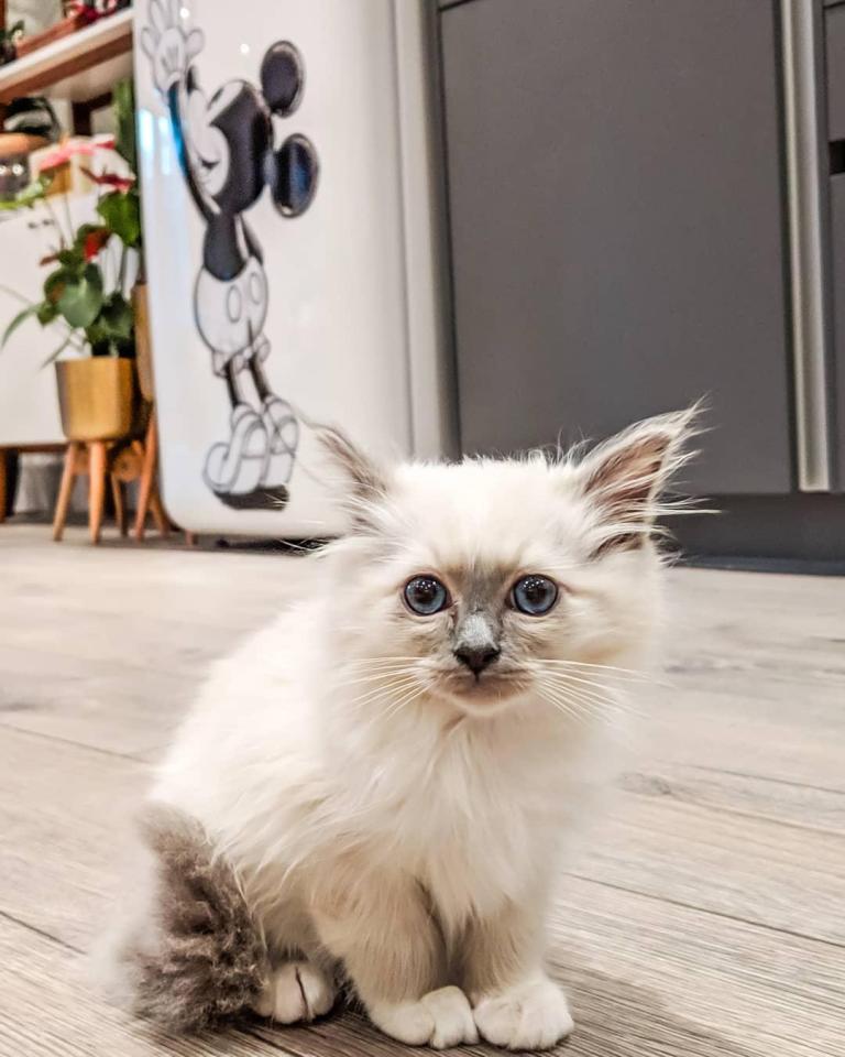  She has a Disney fridge in her kitchen - an area that proves popular with her kitten