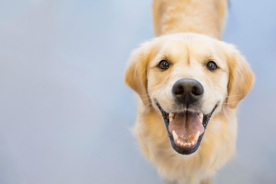  The study showed that dog owner's spend an average of £100 on their pet's dental health