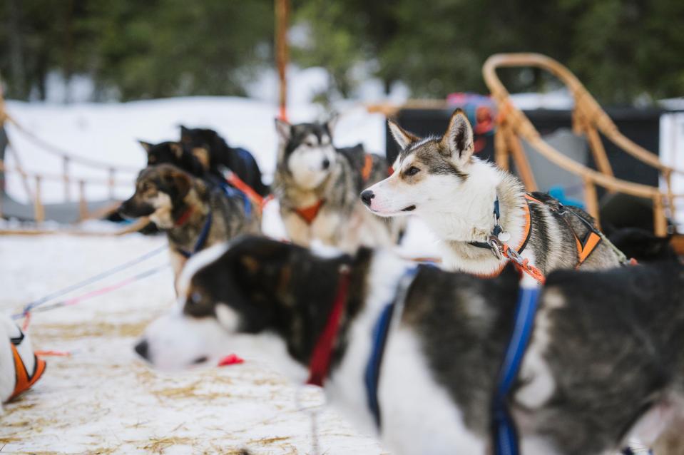  Husky tours are the quickest way to get about