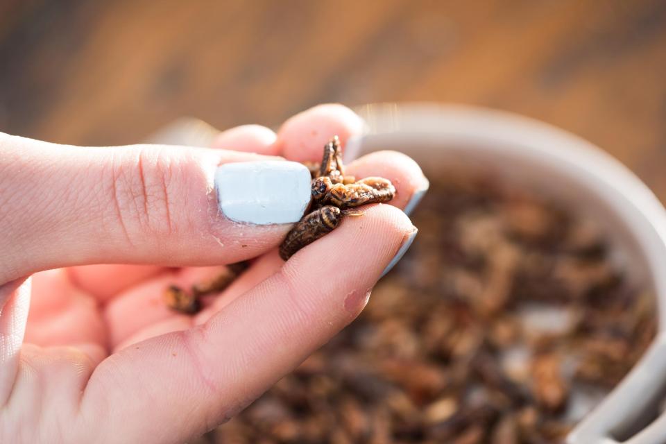  Packets of the fried crickets will cost £1.50 each