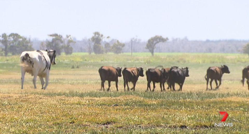  Knickers cost his owners £225 and they bought him as a 'coach' to take charge of their Wagyu herd