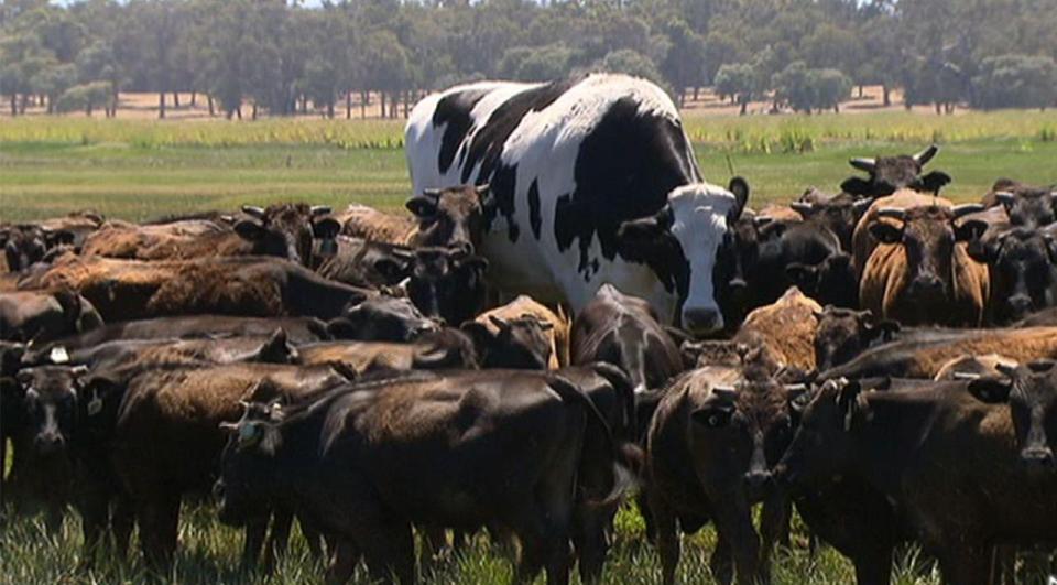  Giant Knickers is more than twice the size of the other cows on the farm