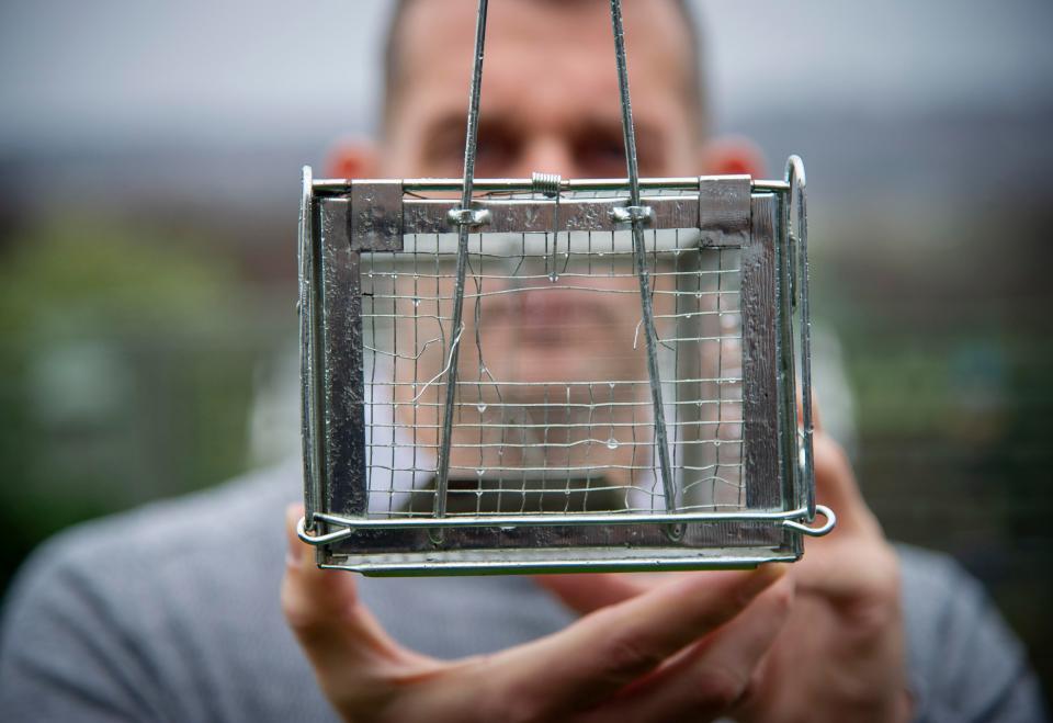  Robert Scriven was shocked to find a foot-long super rat he caught had chewed its way out of the cage