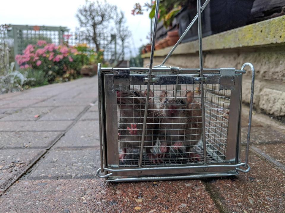  Computer salesman Robert purchased the cages after spotting rats in his garden