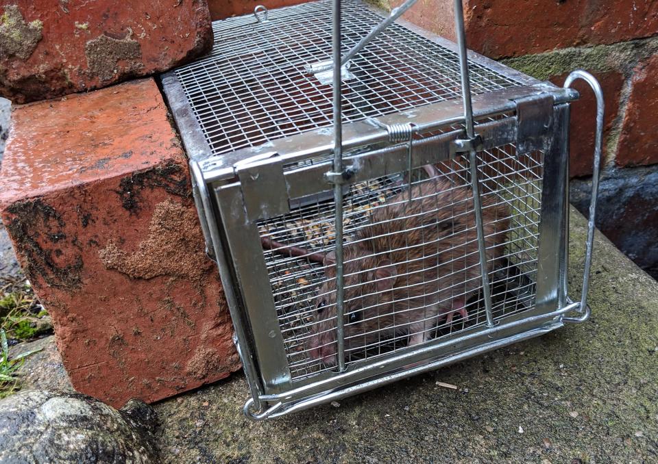  Rodent expert Steve Belmain said it's 'very unusual' for a rat to be able to chews its way out of a trap in just 30 minutes