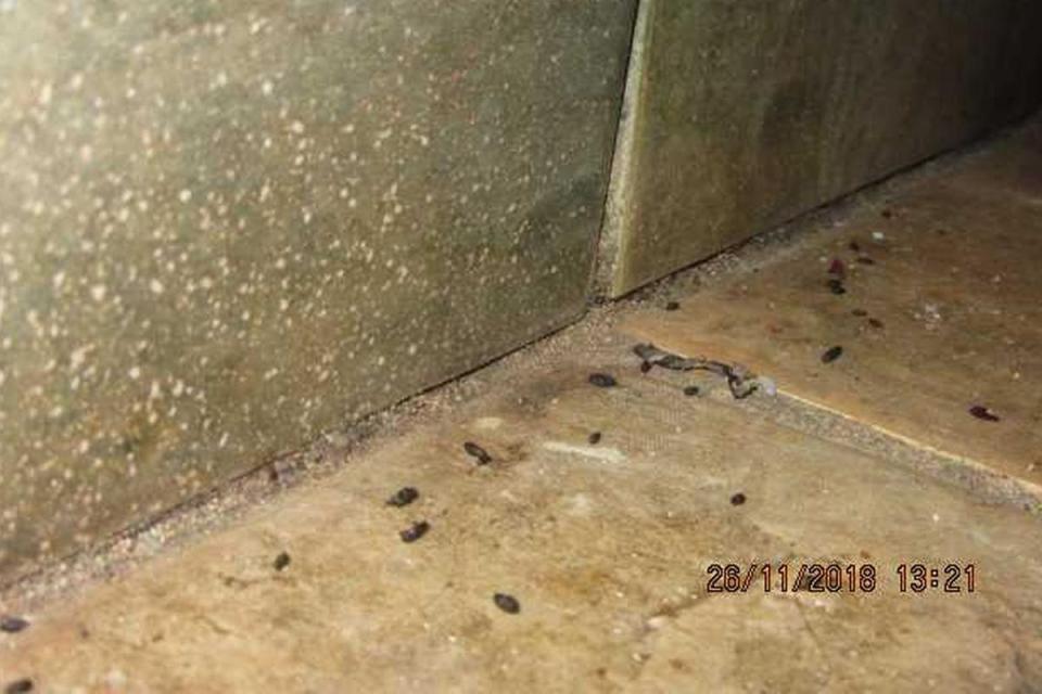  One inspector said that the rank conditions were ideal for vermin such as rats