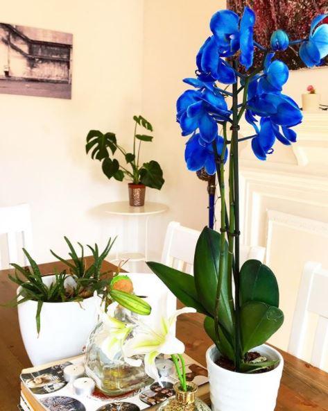  Her kitchen table is filled with plants