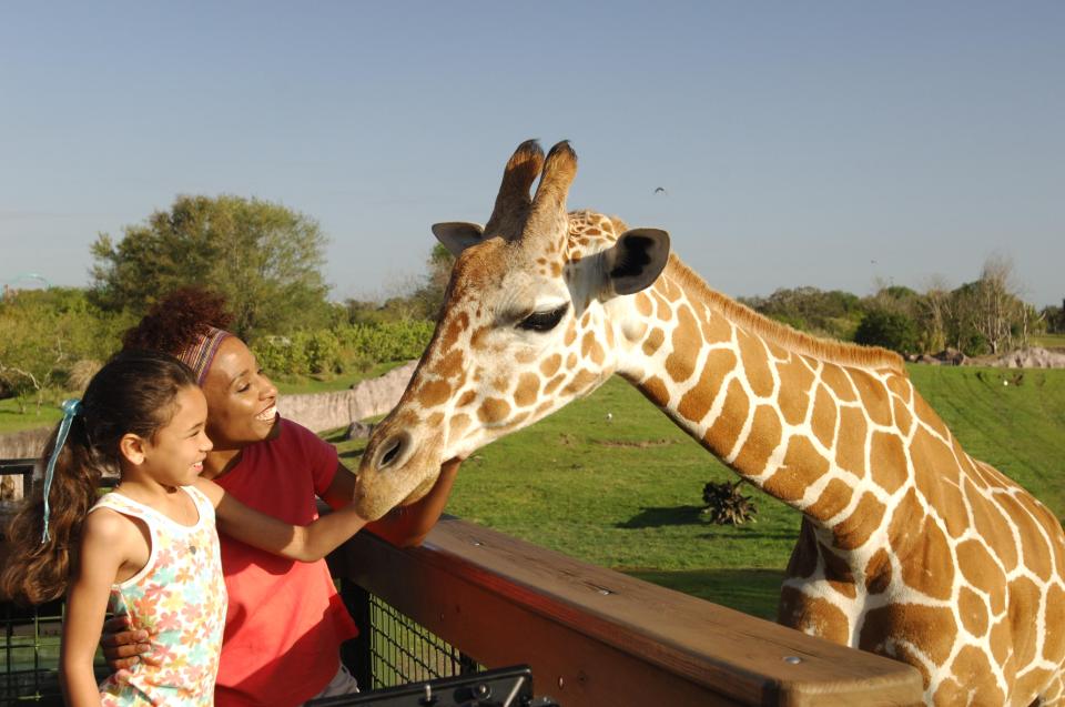  Fancy getting the opportunity to hand-feed giraffes?