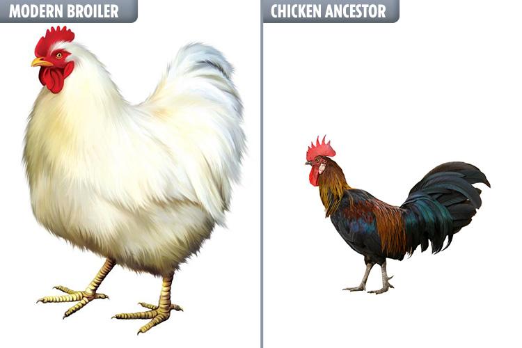  The modern farm chicken (left) grows twice the size of its ancestor, the red jungle fowl (right)