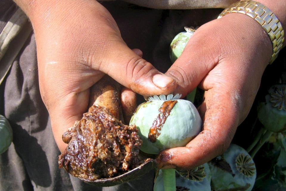  An Afghan farmer collects raw opium from poppy buds - the ingredients for heroin