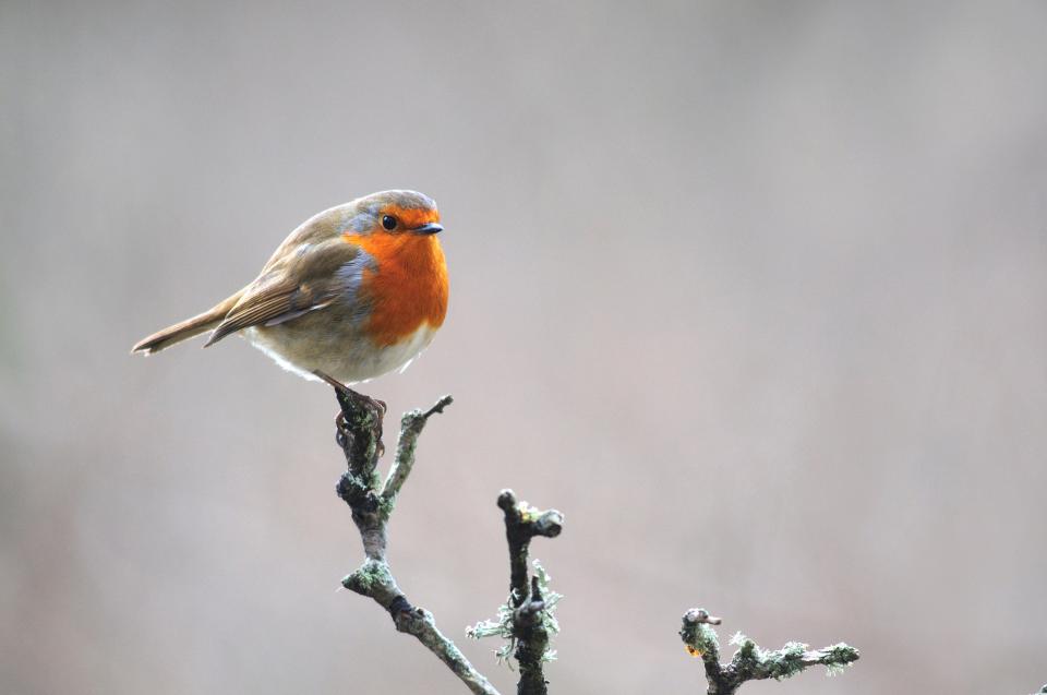  Many mourners have experienced the bird's presence during their darkest hours