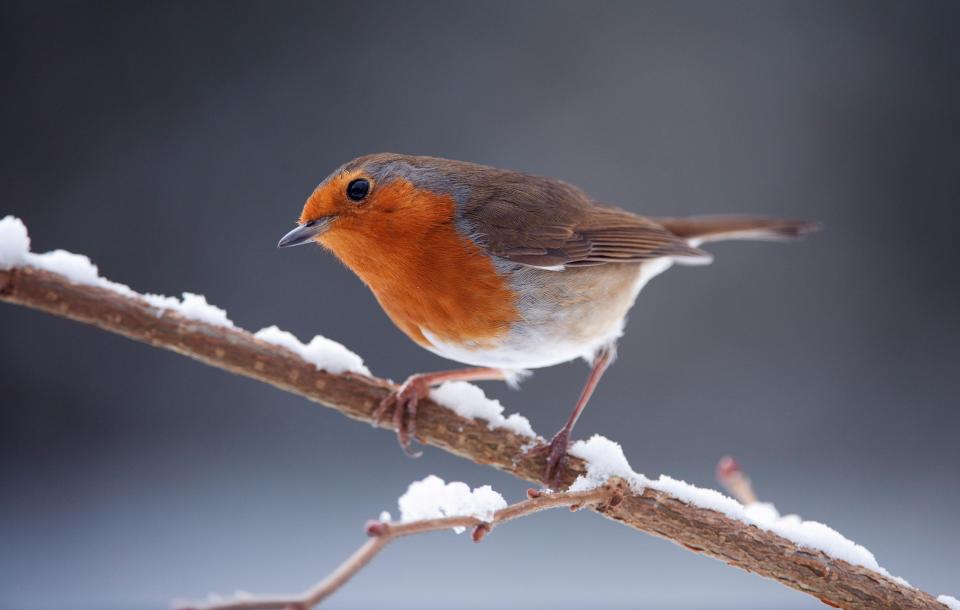  The belief that robins have been symbolic figures of angels has been around for hundreds of years