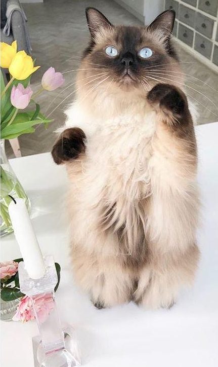  Holly showed off her white tabletops with this adorable photo of her cat, Bluebell