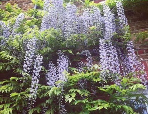  Holly photographed a beautiful Wisteria bush growing up the side of her red brick walls