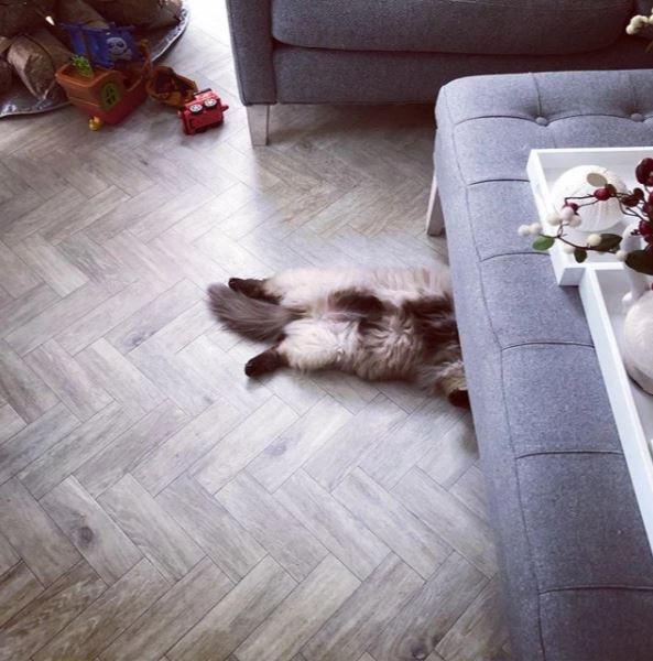  The star gave fans a glimpse of her gorgeous living room when posting this picture of her cat