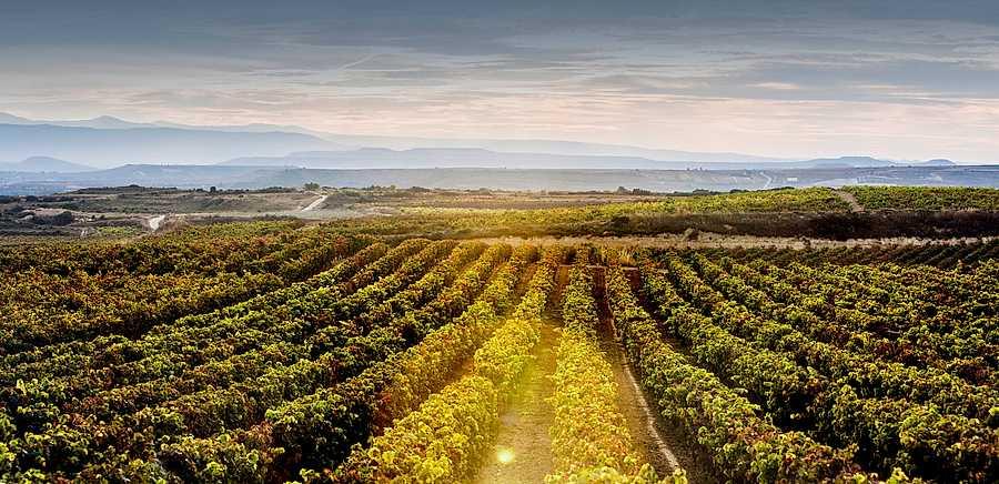  Tasting red wine all day was a dream in northern Spain