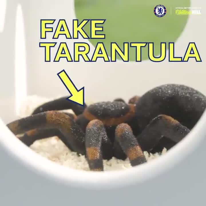  A remote controlled tarantula was placed in a box as a forfeit for the losing pair