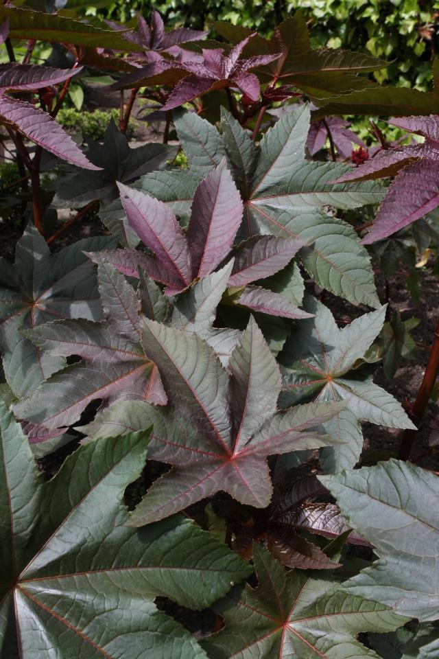  Some tourists have fainted after smelling the plants