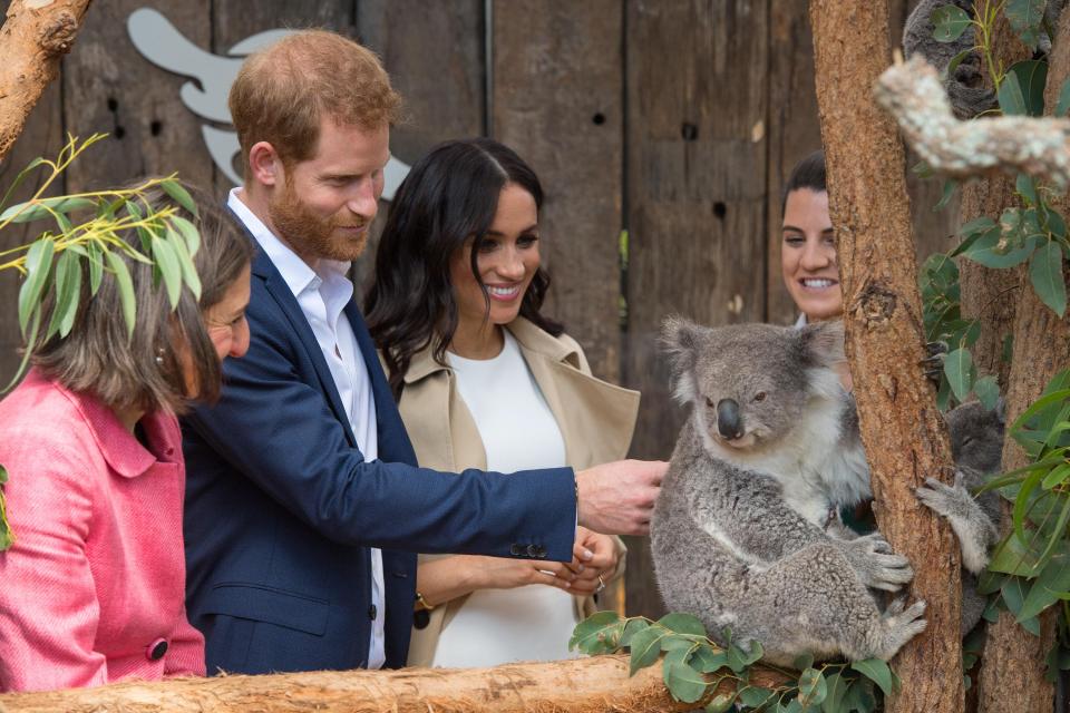  Harry will support animal charities with Meghan, it has been reported