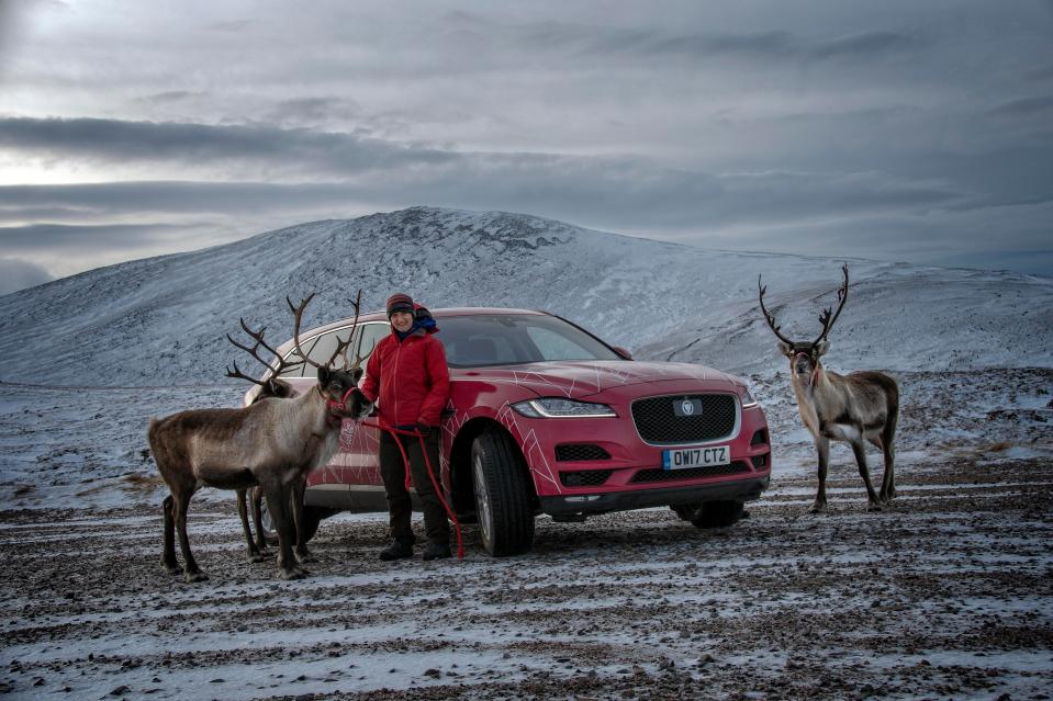 The Cairngorm reindeer have been on the mountain since 1952