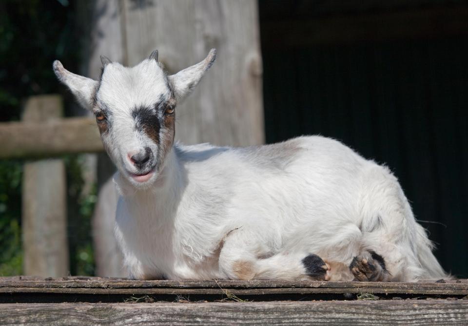  Critics have blasted therapy sessions where vetted lags feed and care for pygmy goats Karen and Faye in a farm area