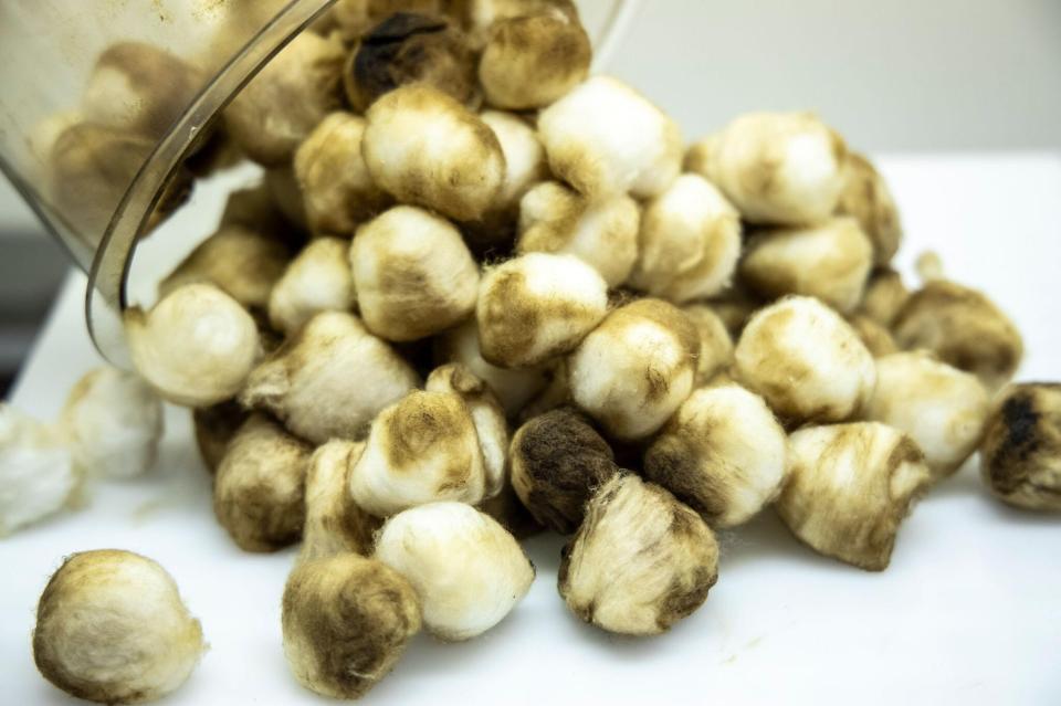  After 16 packs of cigarettes - the average a smoker goes through in a month - the cotton balls were covered in thick black liquid and tar