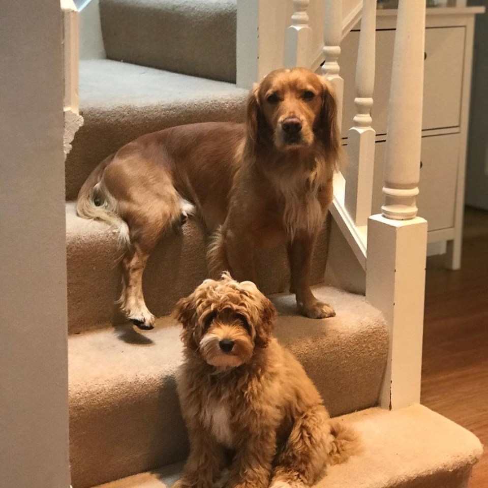  The family have a Cockapoo called Cookie