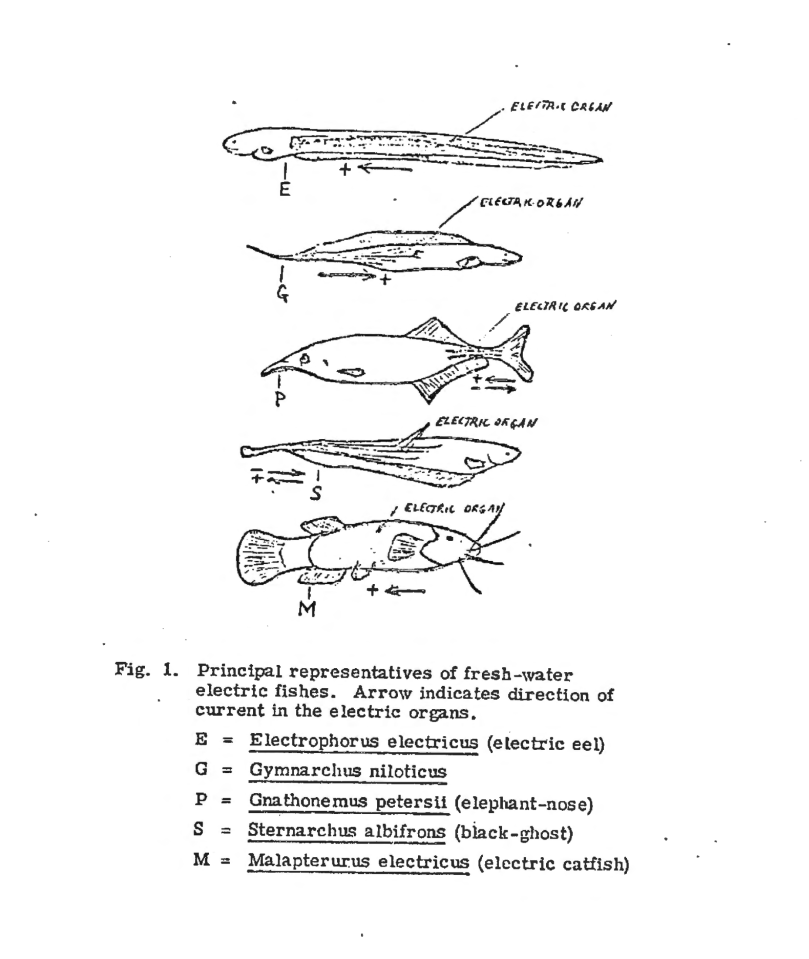  The CIA even produced a detailed 100 page report on electric fishes - in a bid to create humans who could generate electricity