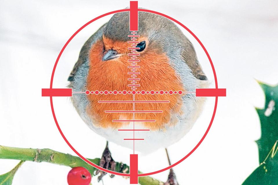  Natural England, who are meant to protect our birds, has robins in the cross-hairs