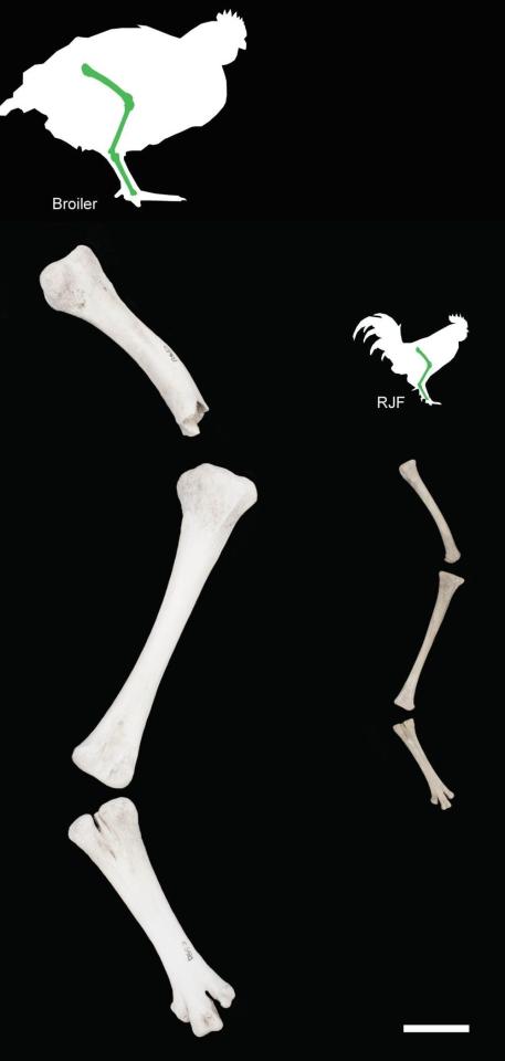  The leg bone of a boiler chicken (left) is more than twice the size of a red jungle fowl (right), its closest ancestor