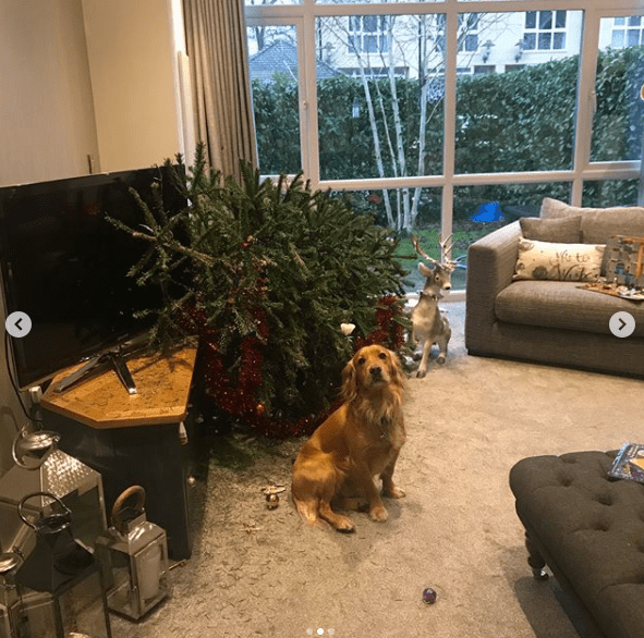  The actress revealed her dog had very naughtily knocked down their Christmas tree last year