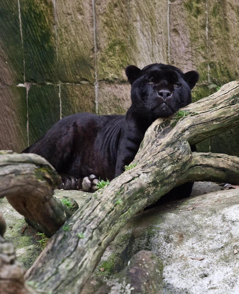 A black panther seized by cops during a raid on a drug bosses' residence in Mexico City