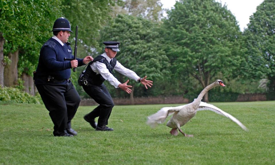  Police said the Emu led them on a 'Hot Fuzz'-syle pursuit