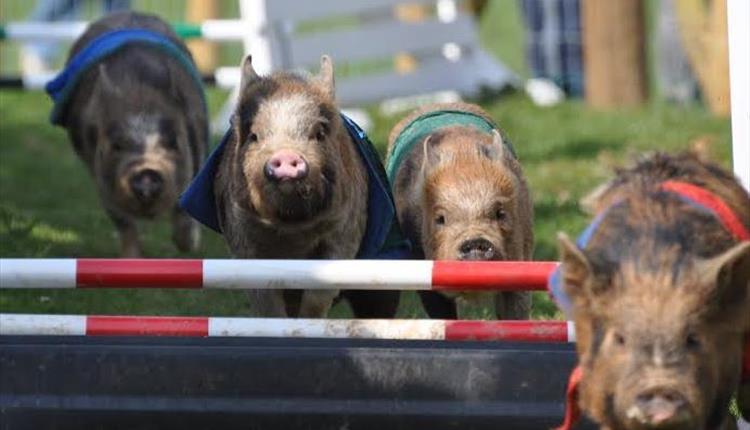  Pennywell Farm near Buckfastleigh in South Devon offers hugs and racing with their little oinkers