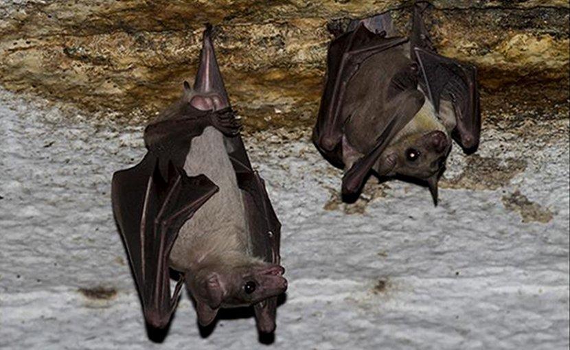  Researchers in China and Singapore have discovered a new type of virus from Rousettus bats in China