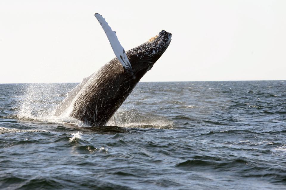  Among the list of things to do is whale watching in Scotland