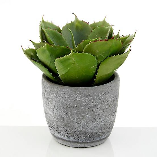  This succulent from freemans.com is £45