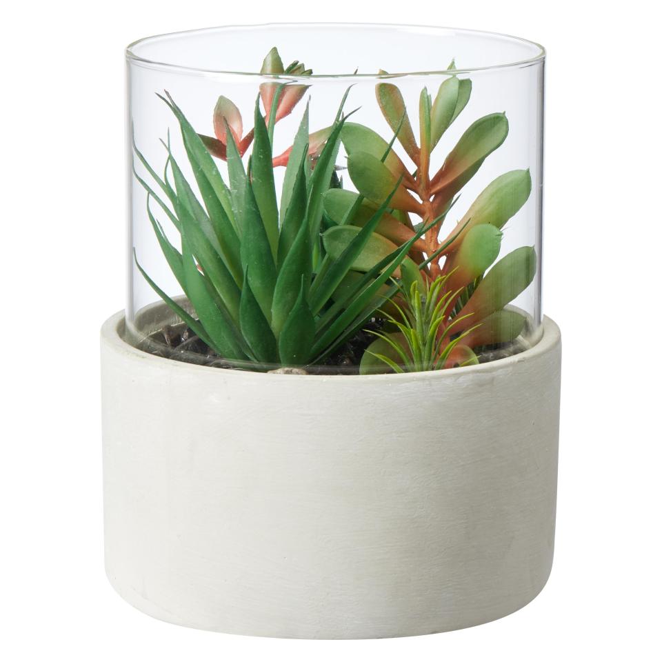  But this George Home Large Succulent is just £14