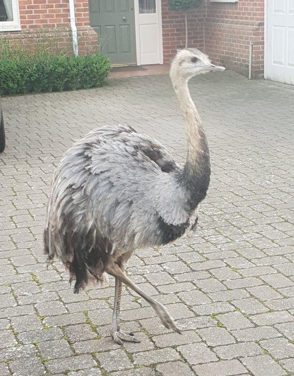  Police have said the bird is on-the-run after it was spotted sprinting through Sonning Common