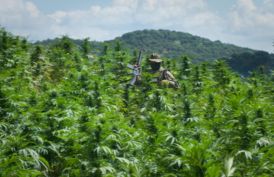 A Mexican cop makes his way through a massive cannabis field