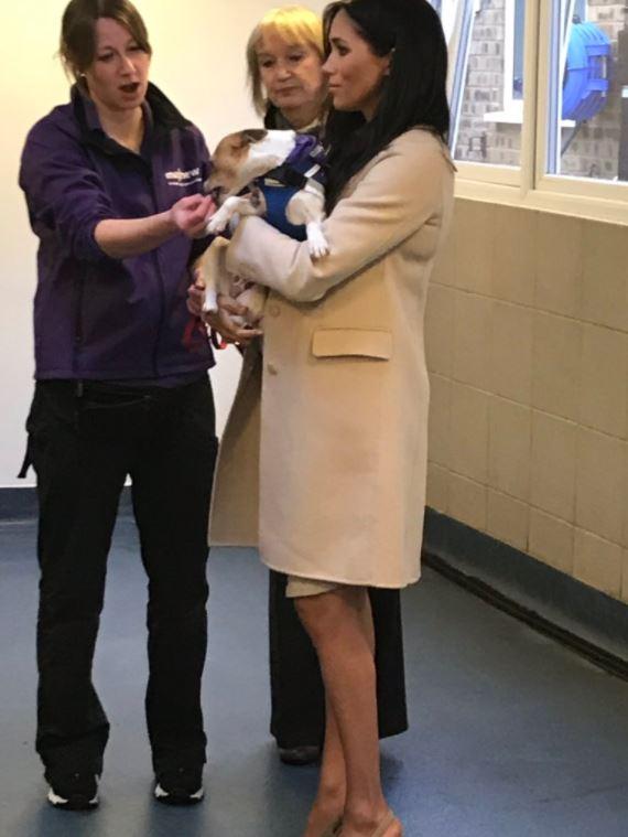  Meghan Markle said she had fallen in love with one-year-old Minnie the dog, saying she would be 'snapped up' after being put up for adoption