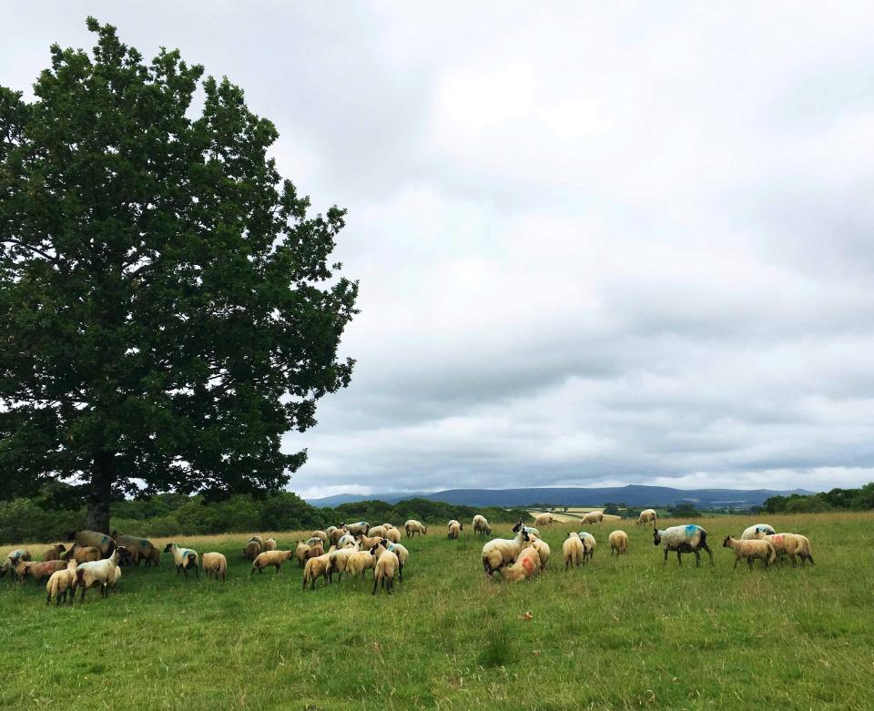  The flock that could have fetched £9,000 at the slaughterhouse got a new lease of life